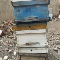 کندو زنبور عسل