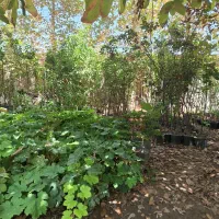 نهالستان پدرم|خدمات باغبانی و درختکاری|ورامین, شهرک مدرس|دیوار