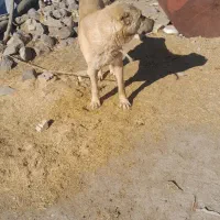 سگ نژاد دار