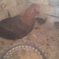 جوجه محلی ده روزه