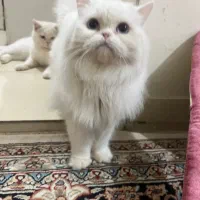 حیوان کالا نیست|گربه|شهرکرد, |دیوار