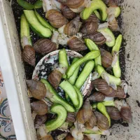 حلزون دانه ای بیست هزار تومان