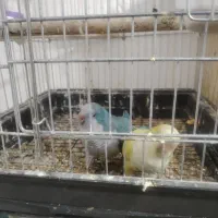 ماده راهب آبی رام مولد سخنگو
