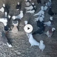 کبوتر|پرنده|دیواندره, |دیوار