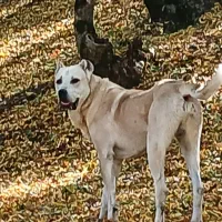 سگ سرابی سیزده ماهه نسل دار جسور