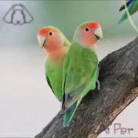 کوتوله گم شده