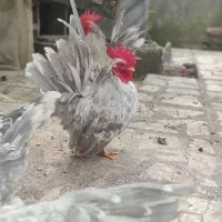 خروس جاپنیز بلو کف خواب|حیوانات مزرعه|رشت, دخانیات|دیوار