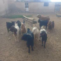 چپش نر و گیسه (کولار) ماده ۱۰ راس