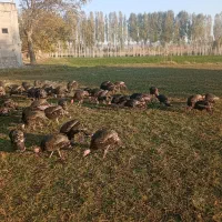 پرنده بوغلمو