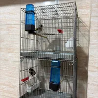 سره بخون|پرنده|مشکیندشت, |دیوار