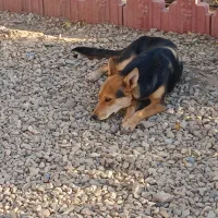 واگذاری سگ ژرمن ماده