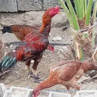 مرغ و خروس ذات دار|حیوانات مزرعه|میناب, |دیوار