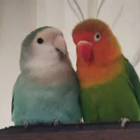 طوطی برزیلی