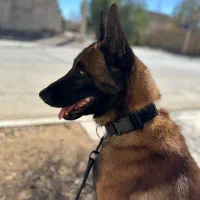 مالینویز نر فول اموزش