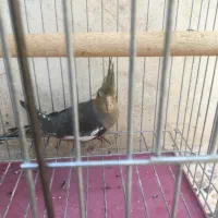 عروس هلندی