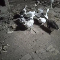 غاز یک ساله .