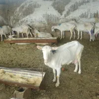 13راس بزسانن و آلپاین