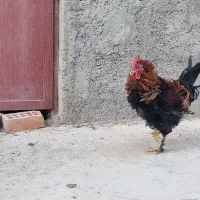 خروس فر|حیوانات مزرعه|نگار, |دیوار