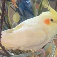 عروس هلندی گم شده