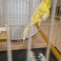 قناری نر فر