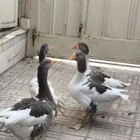 غاز|پرنده|اصفهان, امین‌آباد|دیوار