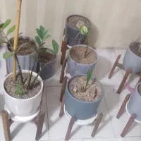 ۱۵عدد گلدان