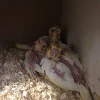 عروس هلندی مولد