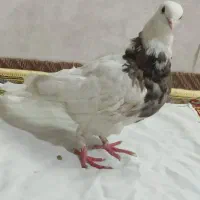 ماده طوقی کفتر|پرنده|نجف‌آباد, قلعه سفید|دیوار