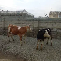 گوساله ماده سیمینتال