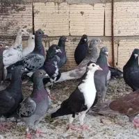 پلاکی بیرونی|پرنده|شیراز, دارالرحمه|دیوار