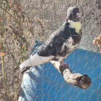 کبوتر پرشی|پرنده|قیدار, |دیوار