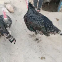 بوقلمون نر|حیوانات مزرعه|زرنه, |دیوار