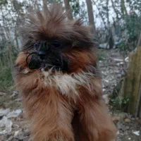 شیتزو ، پامر اشپیتز