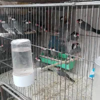 بنگالی نرگسی الماسی مرغ عشق عروس هلندی|پرنده|بجنورد, |دیوار