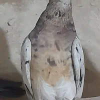 کبوتر سرور
