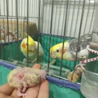 عروس هلندی مولد