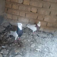 کبوتر طوقی ۱ میلیون