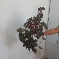 گل طبیعی|گل و گیاه طبیعی|تربت‌حیدریه, شهرک ولیعصر|دیوار