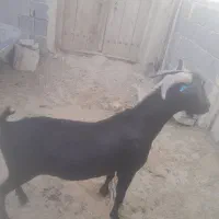 نربز مورسیاه|حیوانات مزرعه|شهرضا, |دیوار