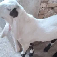 با سلام بز قاله نر گلابی