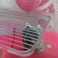 همستر کمپل رام و دستی و بازیگوش|موش و خرگوش|همدان, |دیوار