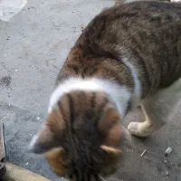 گربه ملوس|گربه|زنجان, |دیوار