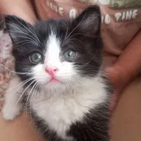 گربه دو ماهه خوشگل مهربون