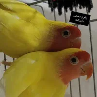 خرید و فروش انواع پرنده