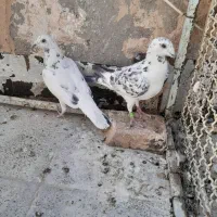 کفتر