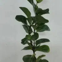 فیکوس لیراتا فقط ۵۰۰ هزار تومان