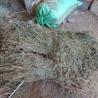 یونجه|لوازم جانبی حیوانات|بجنورد, |دیوار