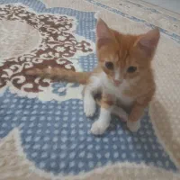 گربه