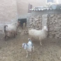 فروش یک عدد پازن هیکلی و یک راس بز کهره دار|حیوانات مزرعه|برازجان, |دیوار
