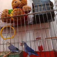 کوتوله برزیلی|پرنده|مرودشت, سهل‌آباد|دیوار